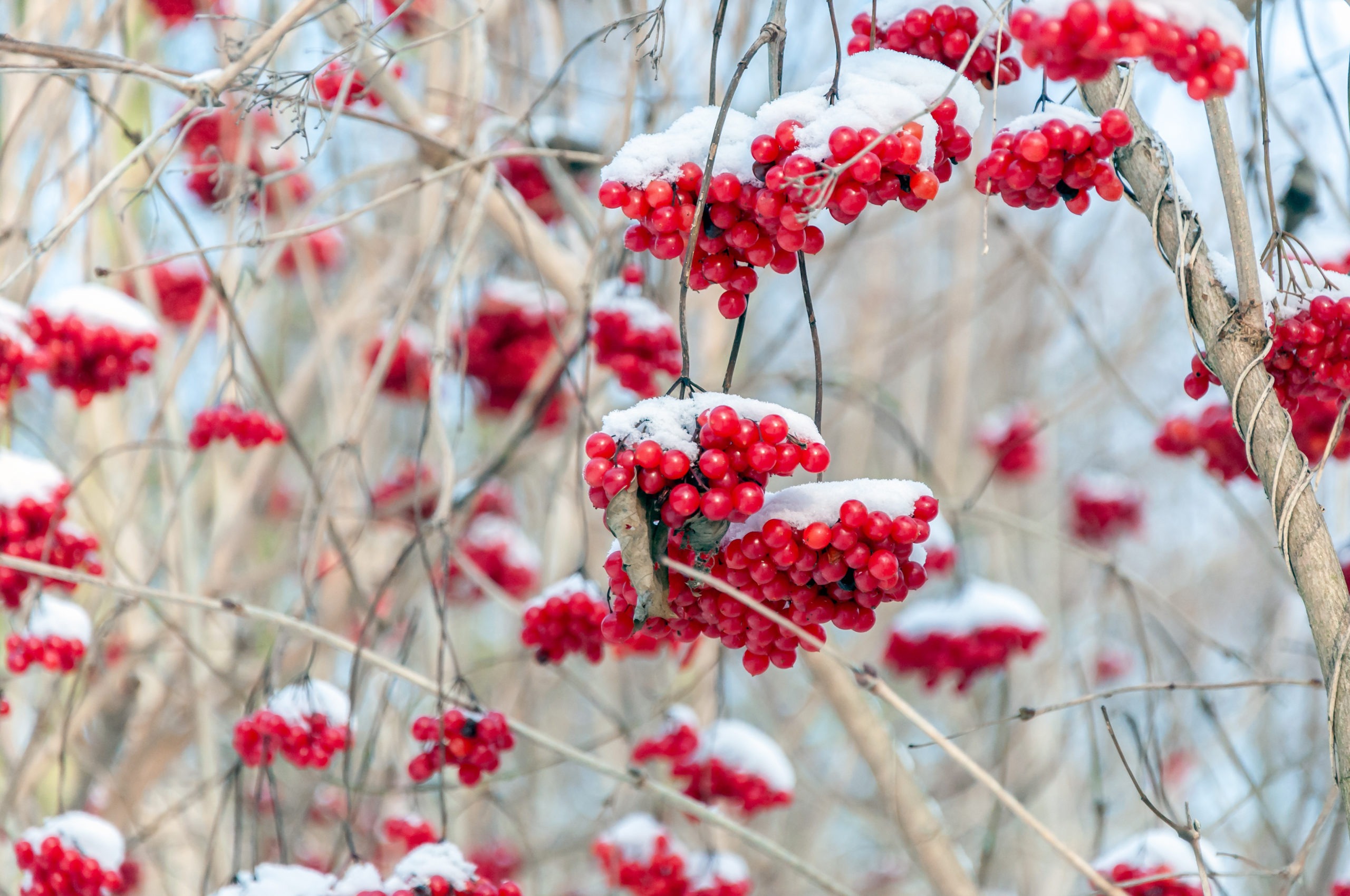 winterberry