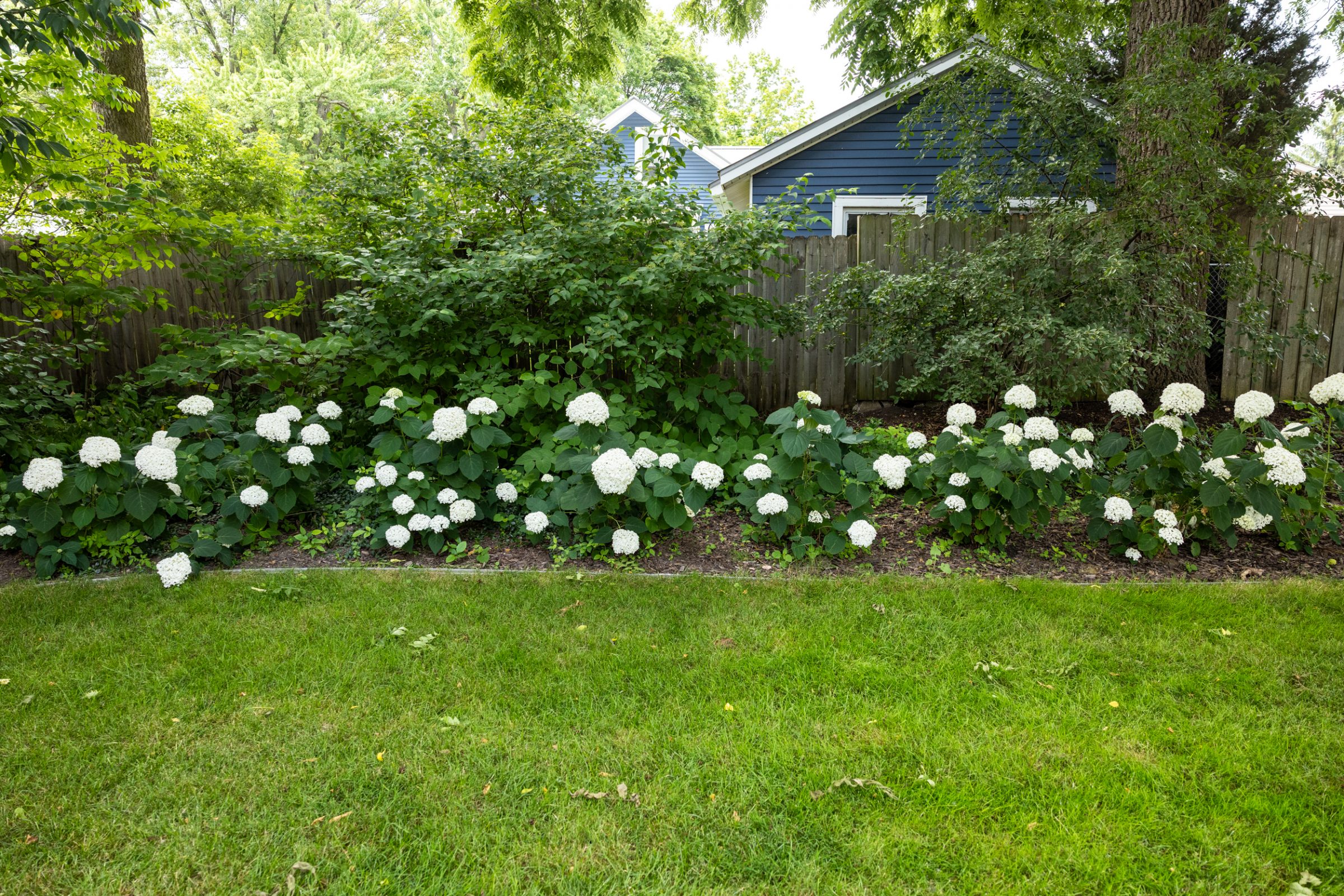 White hydrangeas blooming in a backyard garden.