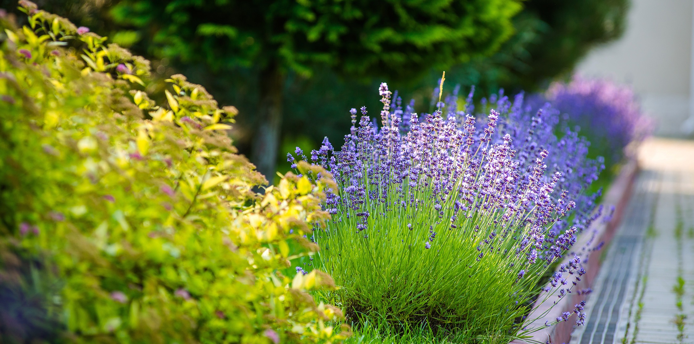 Lavender plants in a sunny garden path.