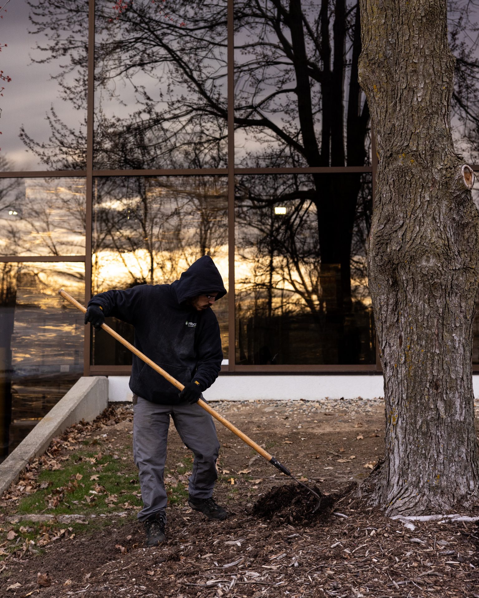 Person raking leaves near tree at sunset.