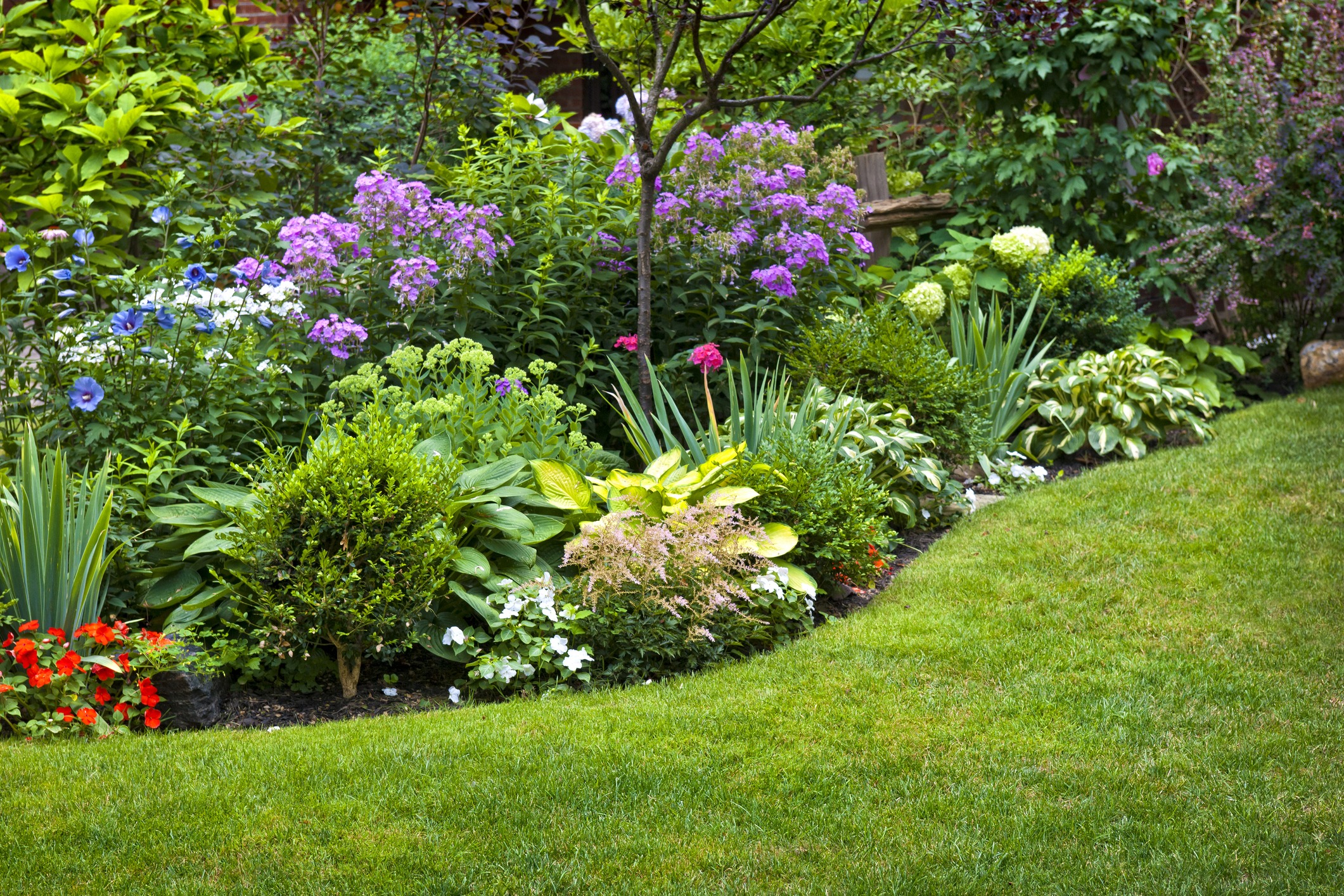 Colorful garden with vibrant flowers and lush greenery.