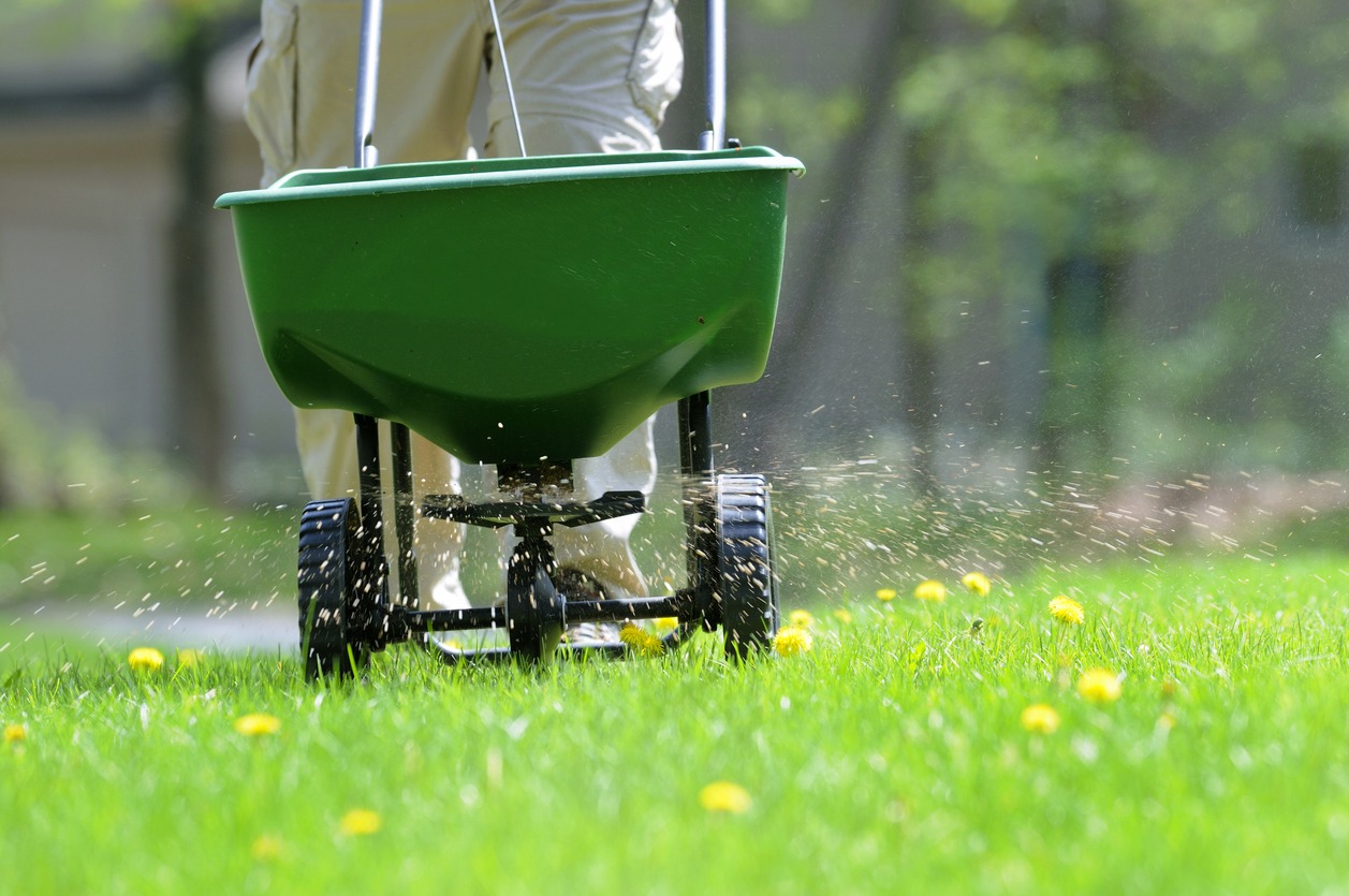 Spreading fertilizer on green grass lawn