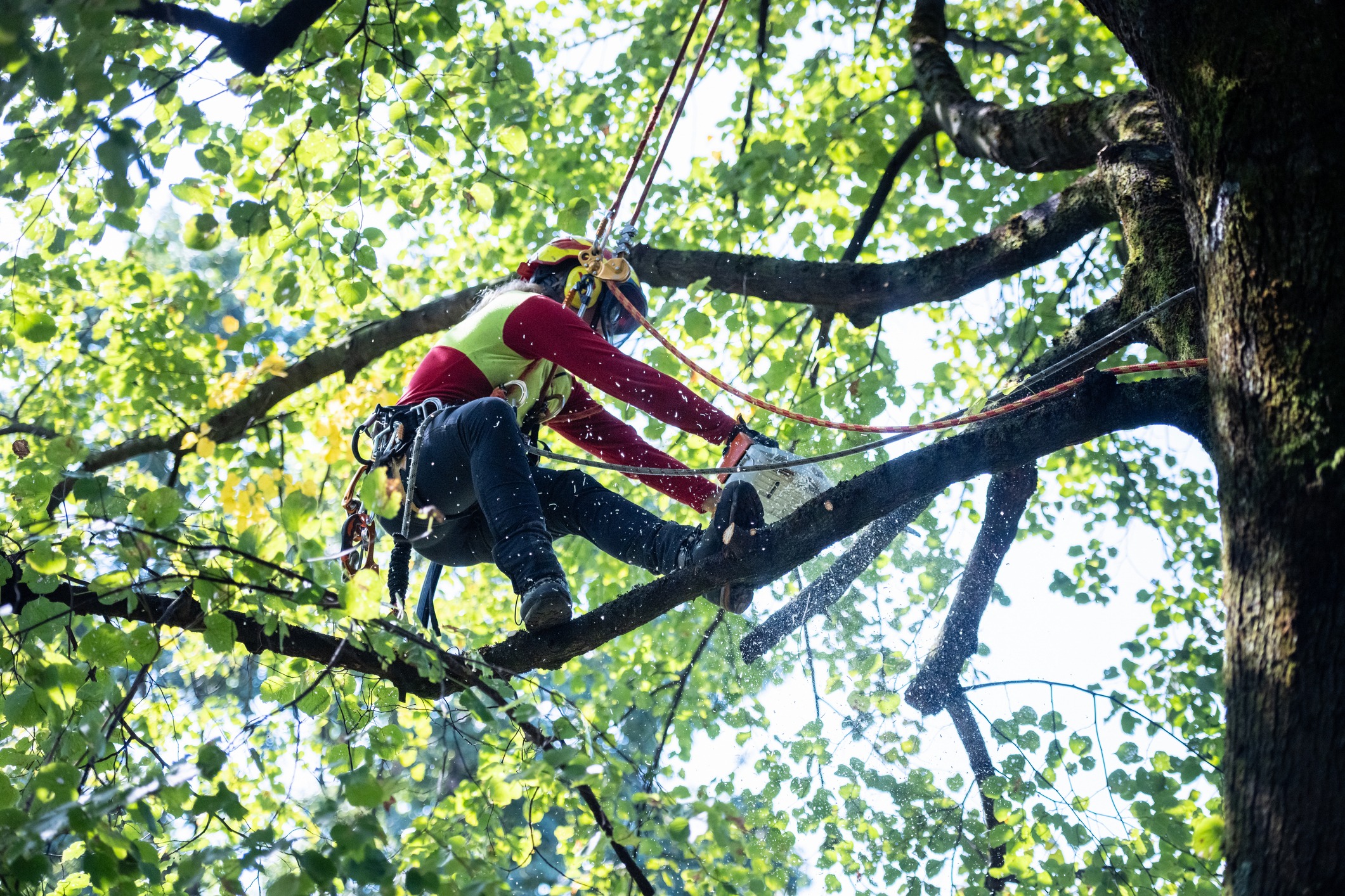Arborist cutting tree branches with chainsaw.