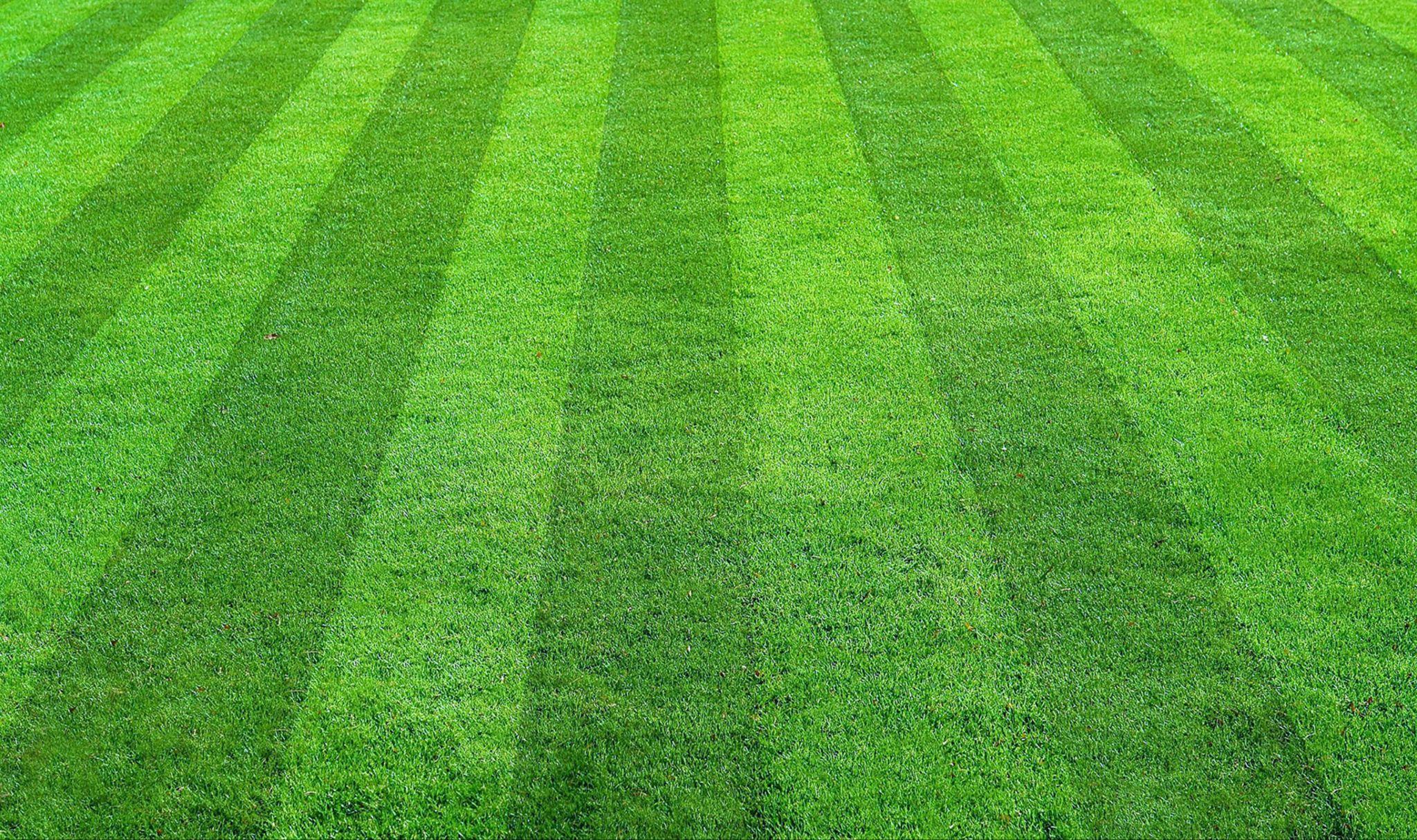 Freshly mowed lawn with visible striped pattern