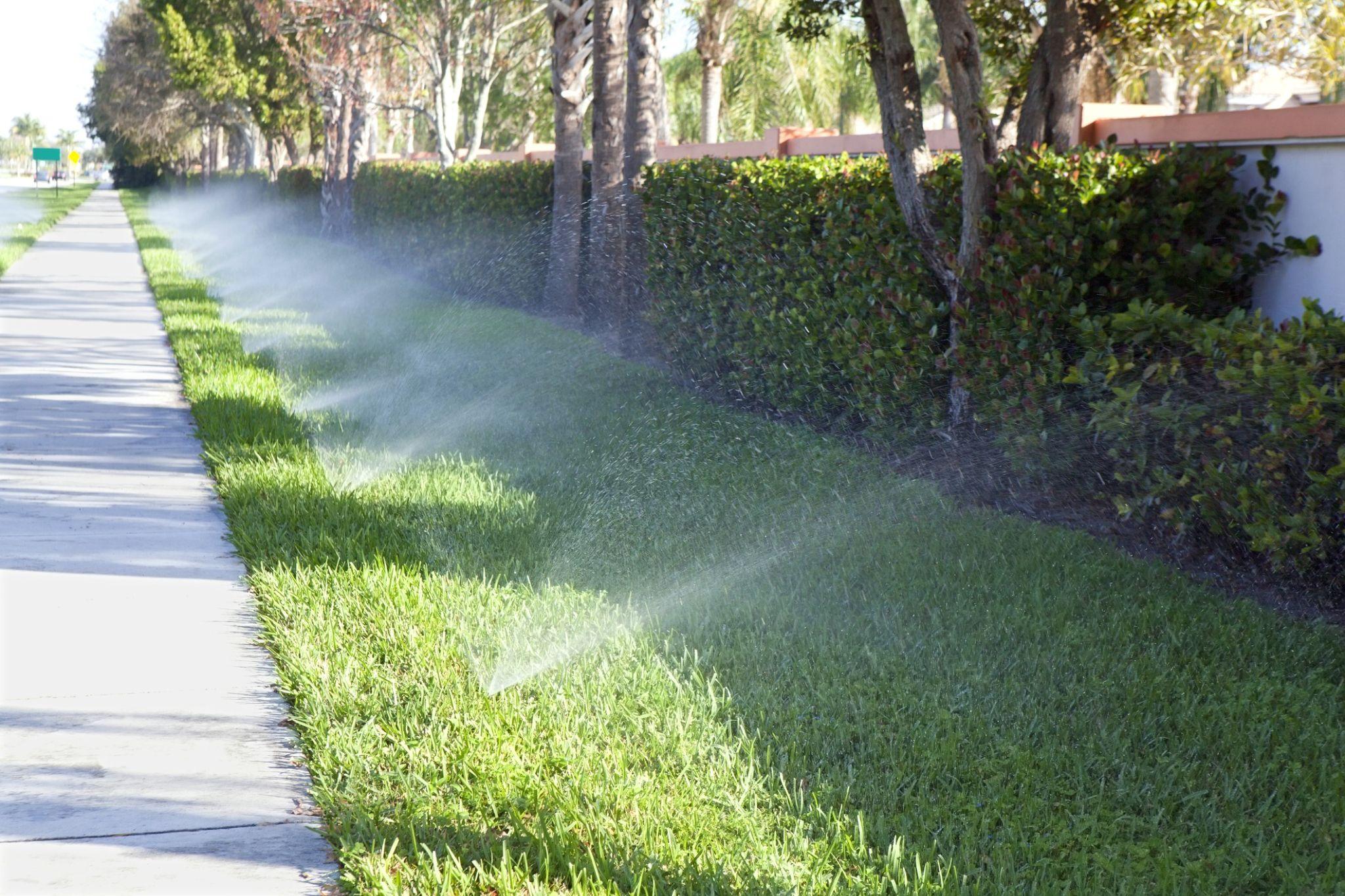 Sprinkler system watering grass strip along sidewalk and hedge line